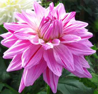Dahlia ' 18th SURGICAL HOSPITAL '  (M.D.)  Kreiner  USA  2011  Halls of Heddon Nursery 2021  (David Brown)